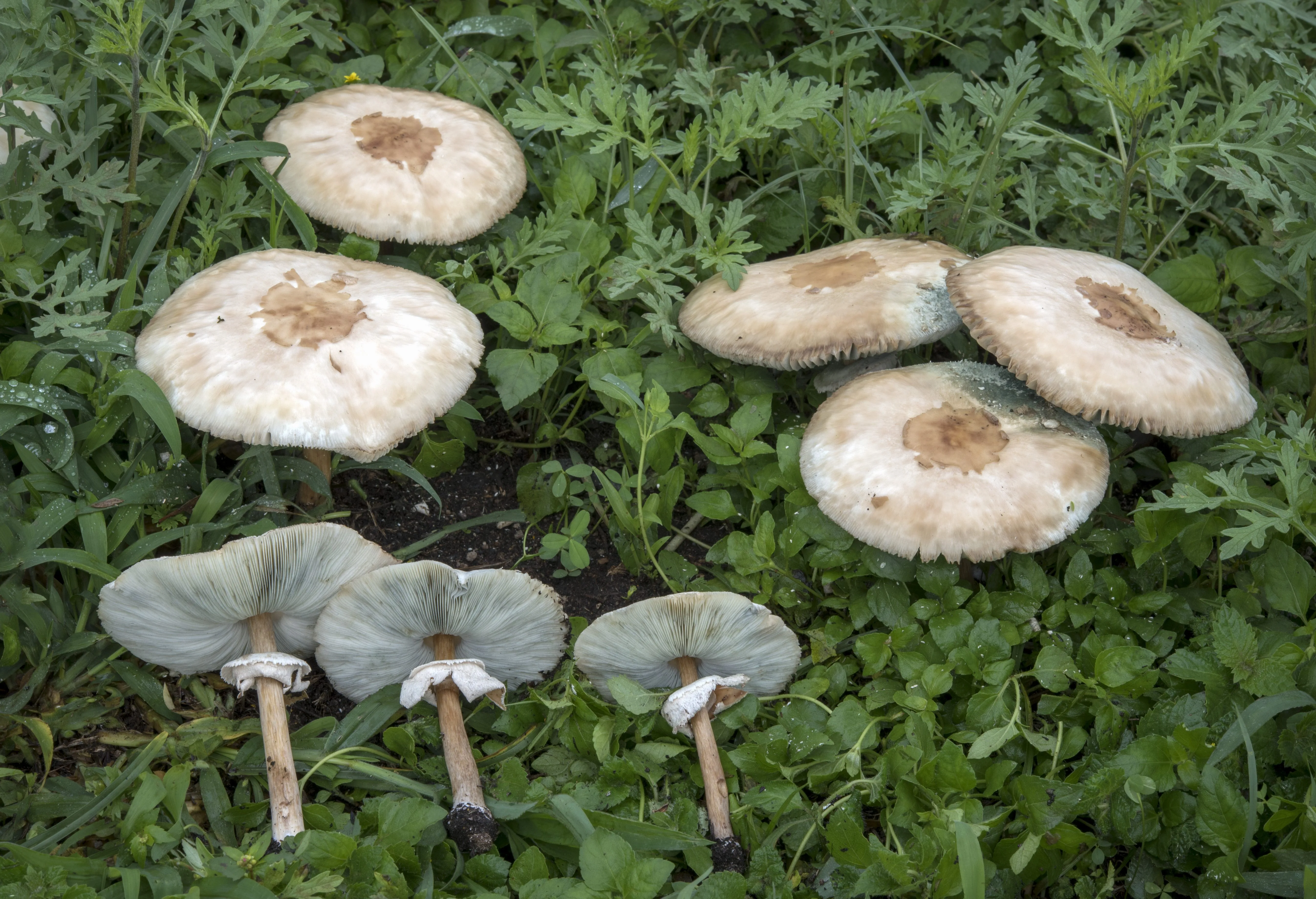 Green-spored parasol
